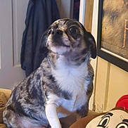Pongo is registered to the contest to win money with this photo: dog, pet, animal, sitting, bed, cushion, smiling_cushion, indoors, home, bedroom, portrait, front_view, short_hair, white_chest, brown_fur, black_fur, cozy, looking_at_camera, furniture, photography