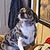 Pongo