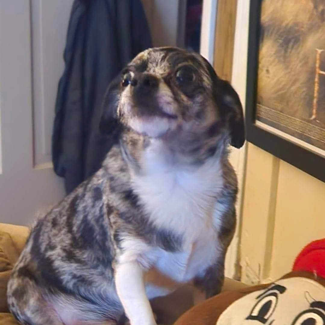 Pongo