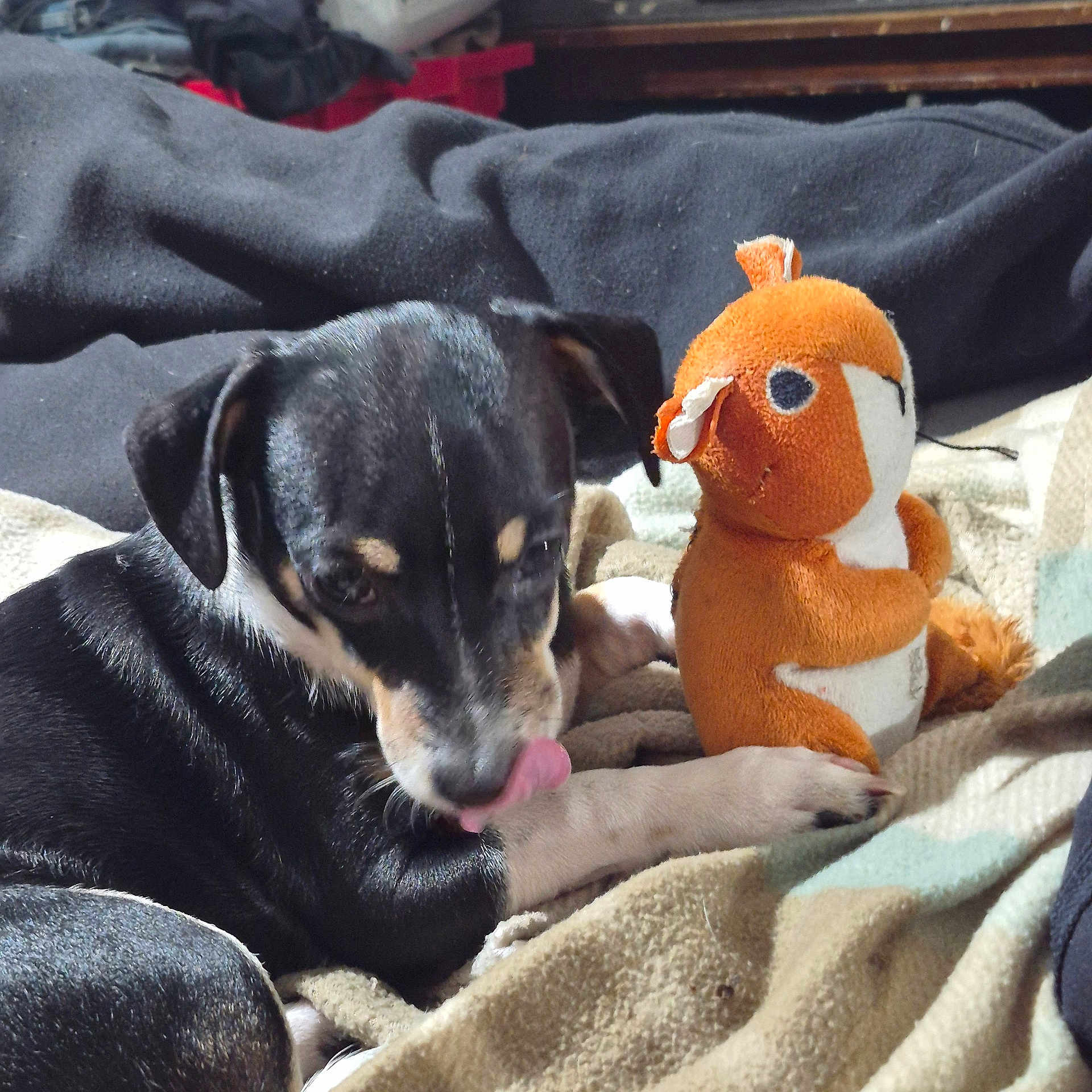 Tyson Lee is registered to the contest to win money with this photo: puppy, dog, toy, stuffed_animal, blanket, cozy, licking, black_and_white, pet, cute, indoor, animal, fur, soft_toy, resting, paw, bed, home, comfort, young_dog