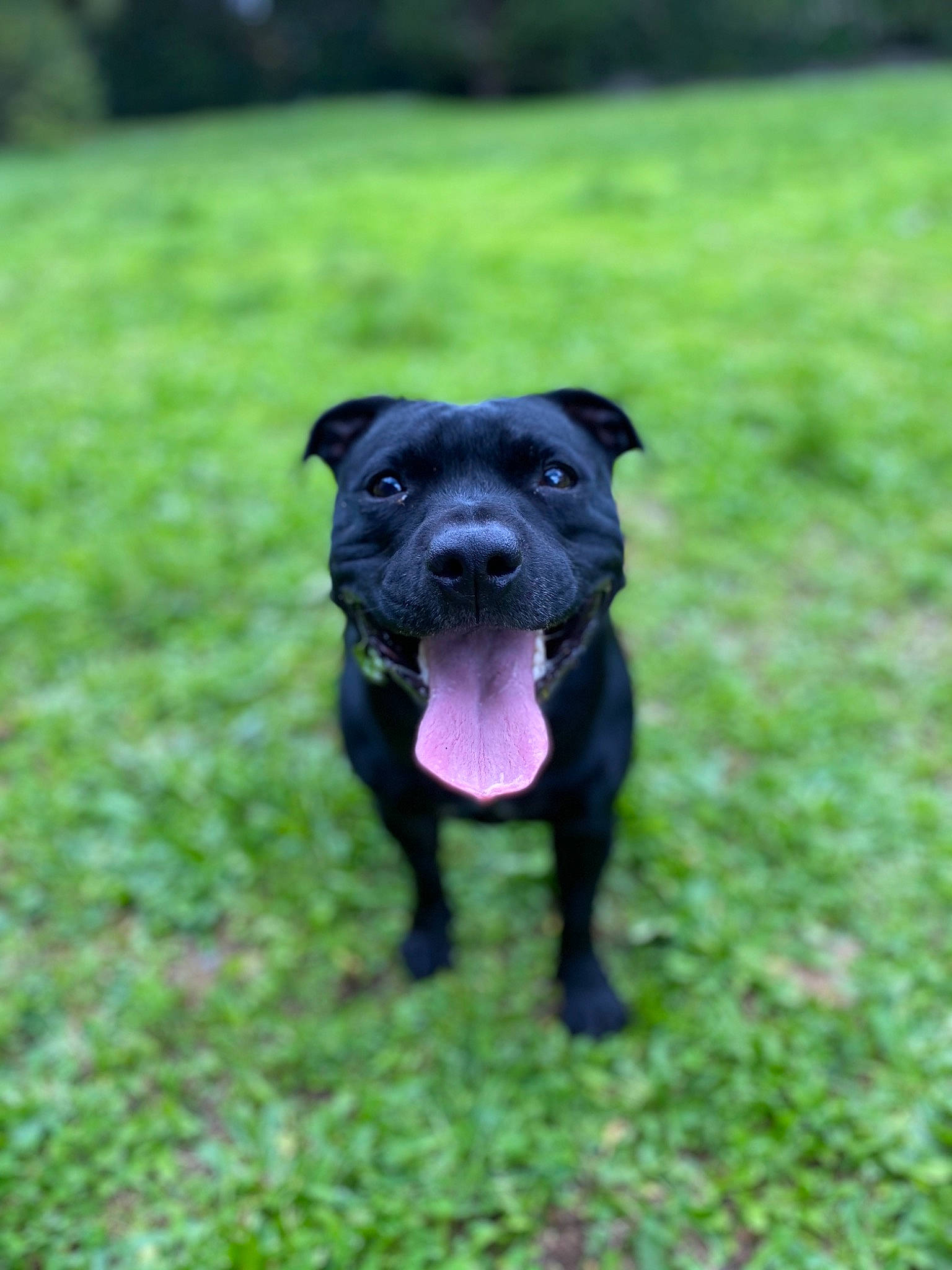 Malicia a rejoint le concours — aidez-le/la à gagner de superbes lots ! american_pit_bull_terrier, canidae, carnivore, companion_dog, dog, dog_breed, gladiolus, grass, mammal, molosser, non_sporting_group, patterdale_terrier, plant, puppy, rare_breed_dog, snout, sporting_group, staffordshire_bull_terrier, terrier, vertebrate