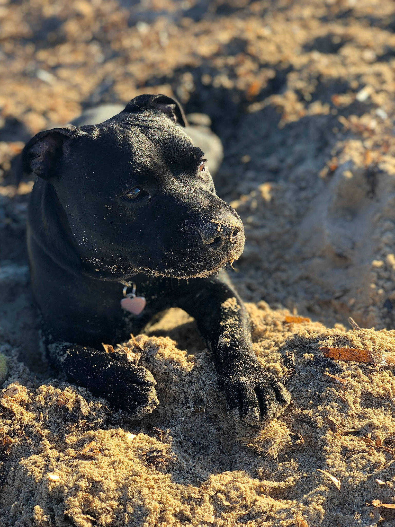 Malicia a rejoint le concours — aidez-le/la à gagner de superbes lots ! alaunt, canidae, carnivore, dog, dog_breed, fawn, mammal, non_sporting_group, snout, sporting_group, staffordshire_bull_terrier, vertebrate