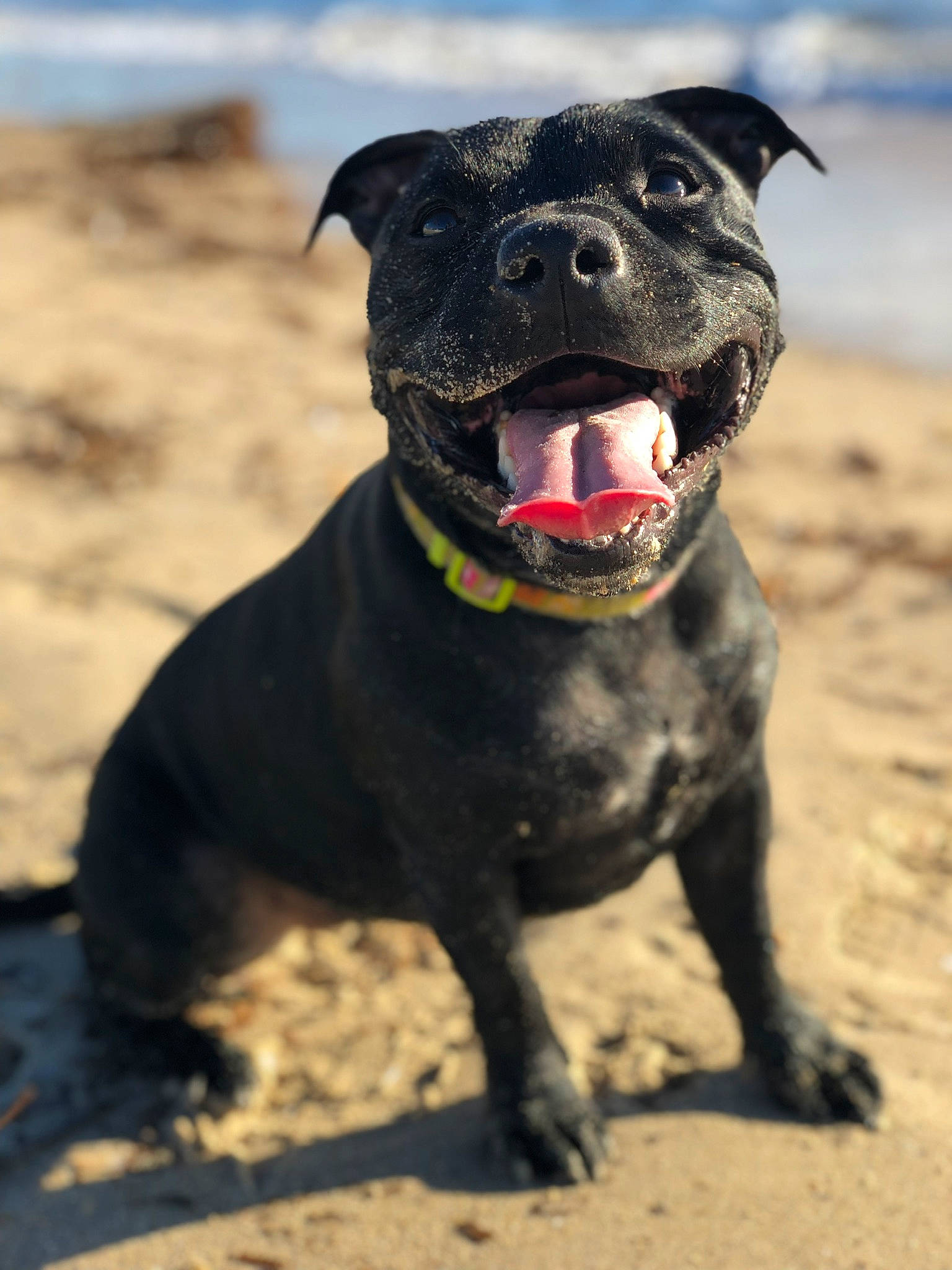 Malicia participe au concours pour gagner de l'argent avec cette photo : american_pit_bull_terrier, american_staffordshire_terrier, bull_and_terrier, canidae, carnivore, cordoba_fighting_dog, dog, dog_breed, fawn, mammal, non_sporting_group, old_english_terrier, pit_bull, rare_breed_dog, snout, sporting_group, staffordshire_bull_terrier, terrier, vertebrate