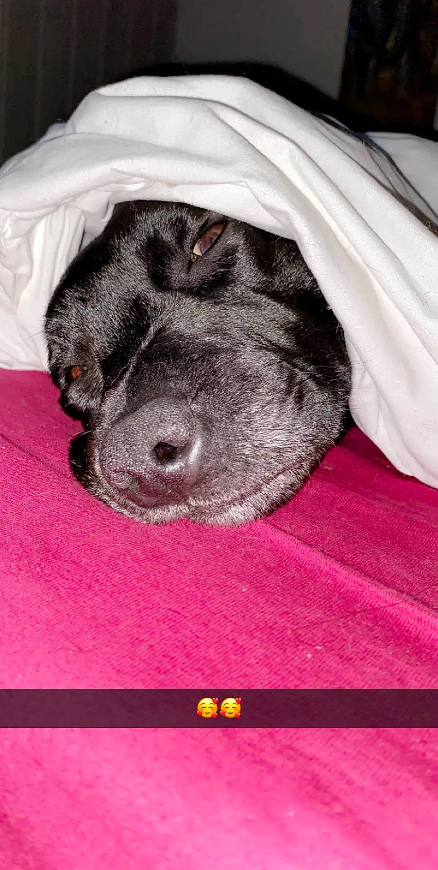 Malicia a rejoint le concours — aidez-le/la à gagner de superbes lots ! canidae, carnivore, dog, dog_breed, labrador_retriever, mammal, nose, pointer, puppy, snout, sporting_group, vertebrate