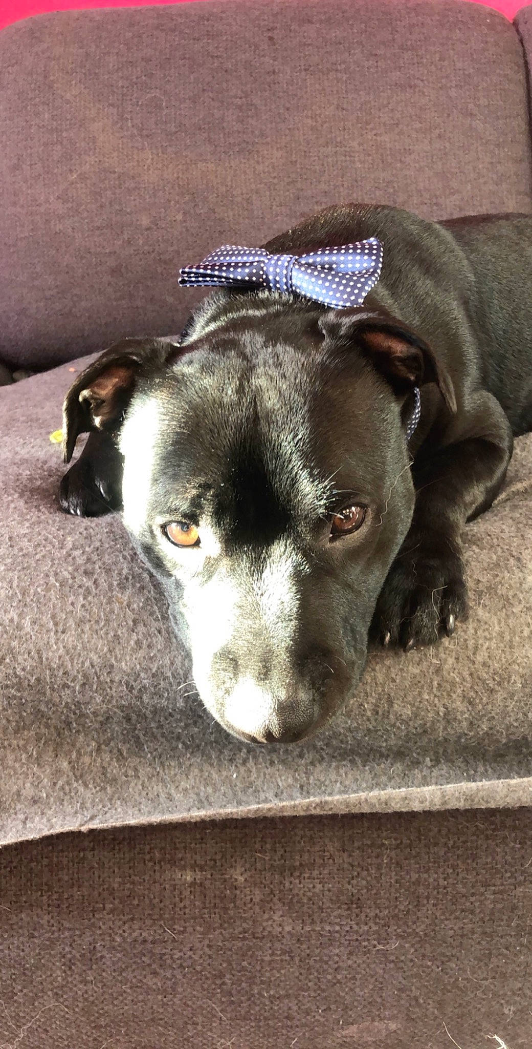 Malicia a rejoint le concours — aidez-le/la à gagner de superbes lots ! american_pit_bull_terrier, american_staffordshire_terrier, canidae, carnivore, dog, dog_breed, ear, feist, mammal, non_sporting_group, nose, pit_bull, puppy, snout, sporting_group, vertebrate, whiskers