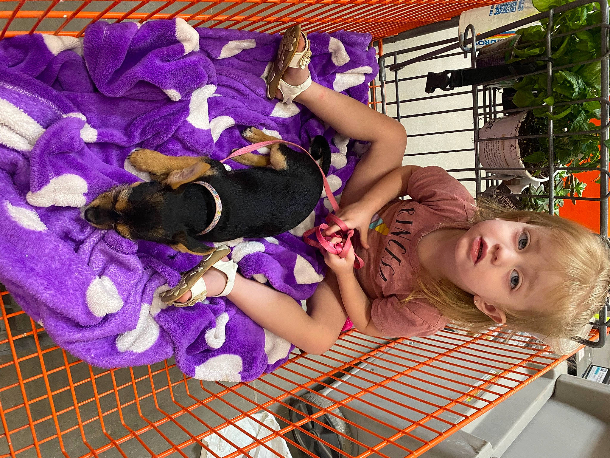 Everleigh is registered to the contest to win money with this photo: child, electric_blue, event, flooring, fun, leisure, magenta, pattern, person, petal, plant, purple, room, thigh, toddler, toy, violet