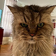 Bonnebouille a rejoint le concours — aidez-le/la à gagner de superbes lots ! cat, fluffy, long_hair, indoor, pet, feline, green_eyes, close_up, portrait, animal, whiskers, ears, fur, face, serious, looking, cute, domestic, mammal, home