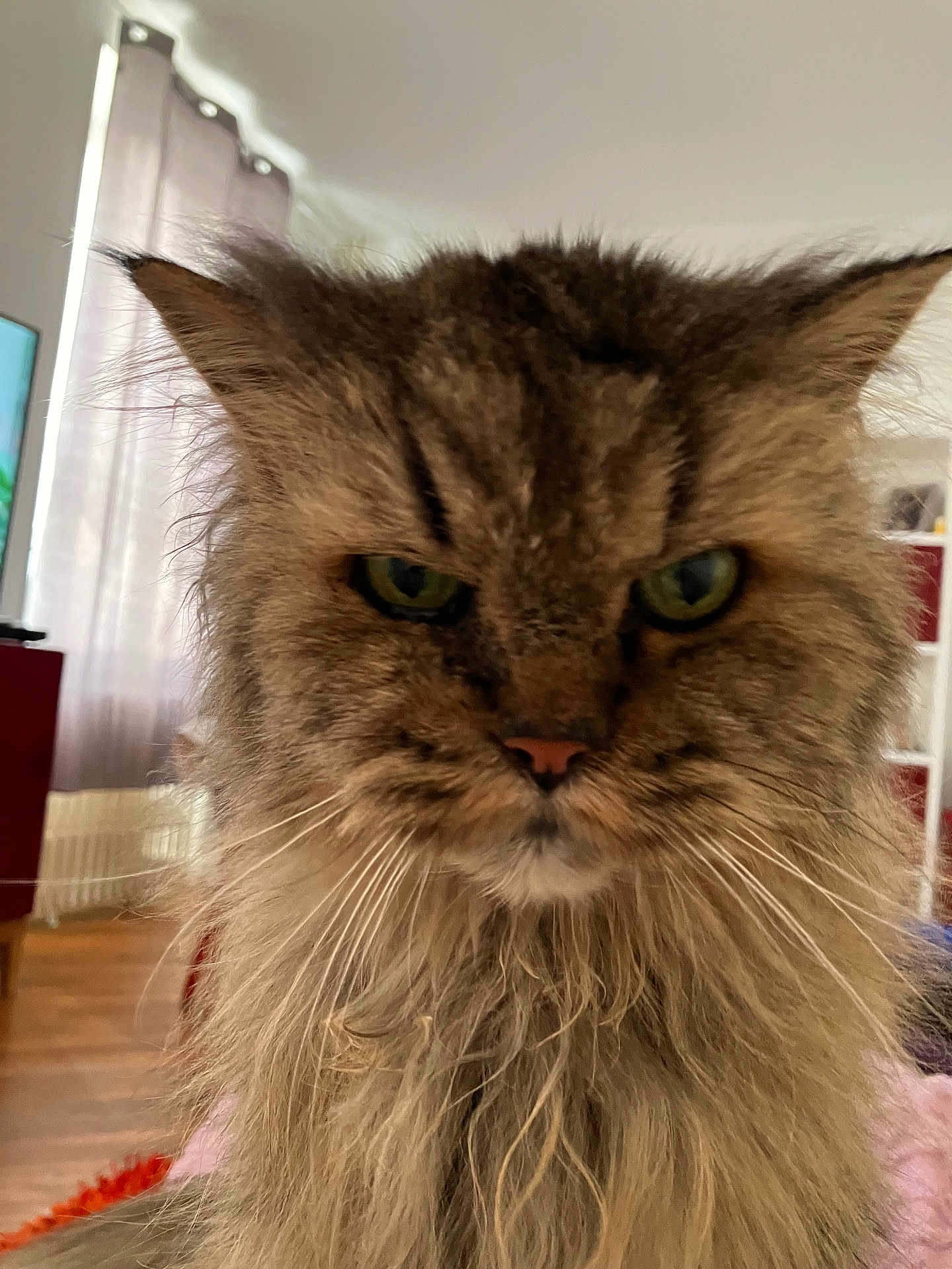 Bonnebouille a rejoint le concours — aidez-le/la à gagner de superbes lots ! cat, fluffy, long_hair, indoor, pet, feline, green_eyes, close_up, portrait, animal, whiskers, ears, fur, face, serious, looking, cute, domestic, mammal, home