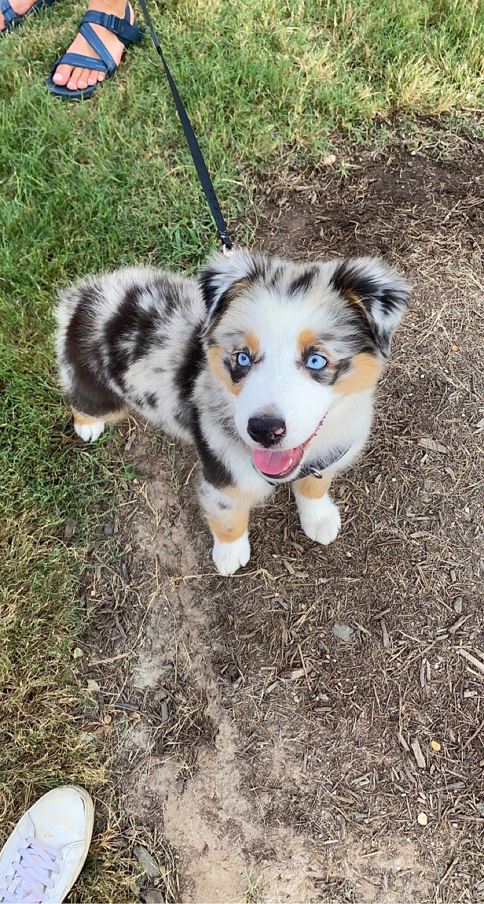 Huey is registered to the contest to win money with this photo: ancient_dog_breeds, border_collie, carnivore, companion_dog, dog, dog_breed, fur, grass, herding_dog, plant, puppy, sled_dog, snout, soil, sporting_group, tail, terrestrial_animal, working_dog