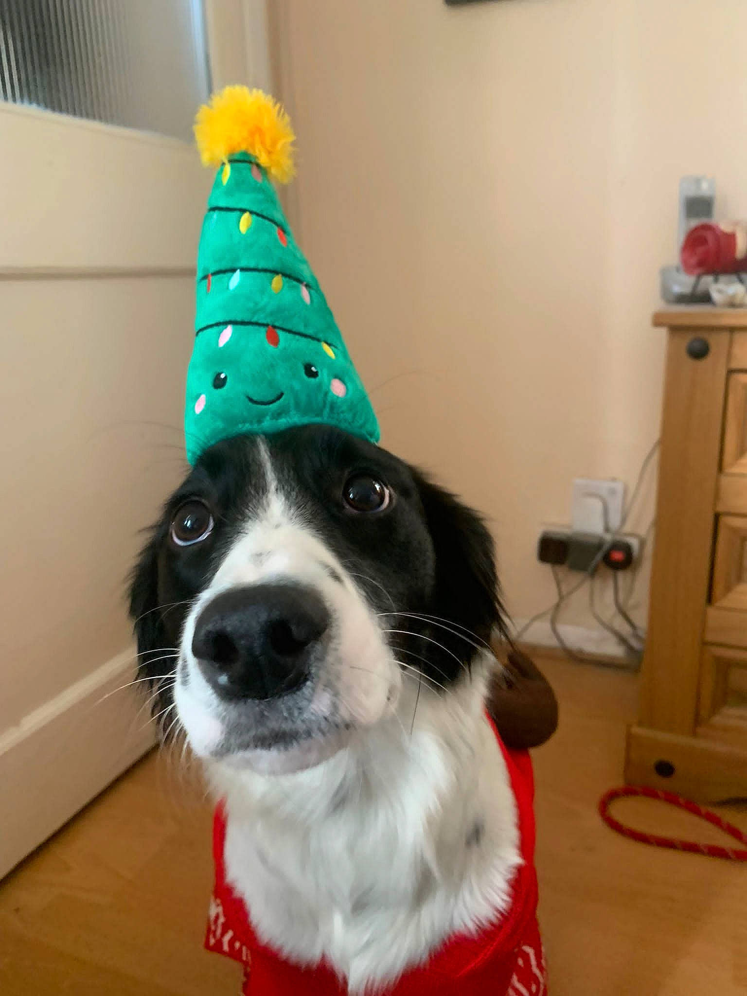 Kerry joined the competition — help win amazing prizes! cabinetry, canidae, carnivore, companion_dog, costume_hat, dog, dog_breed, dog_supply, fashion_accessory, flooring, fur, herding_dog, holiday, party_hat, party_supply, pattern, smile, snout, sporting_group, tail