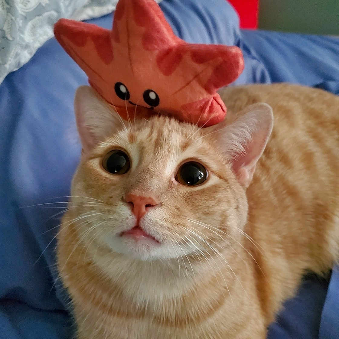 Bravehart is registered to the contest to win money with this photo: cat, orange_tabby, wide_eyes, plush_toy, starfish, blue_blanket, indoor, pet, cute, whiskers, fur, ears, face, nose, mouth, relaxed, close_up, animal, domestic_cat, soft_toys