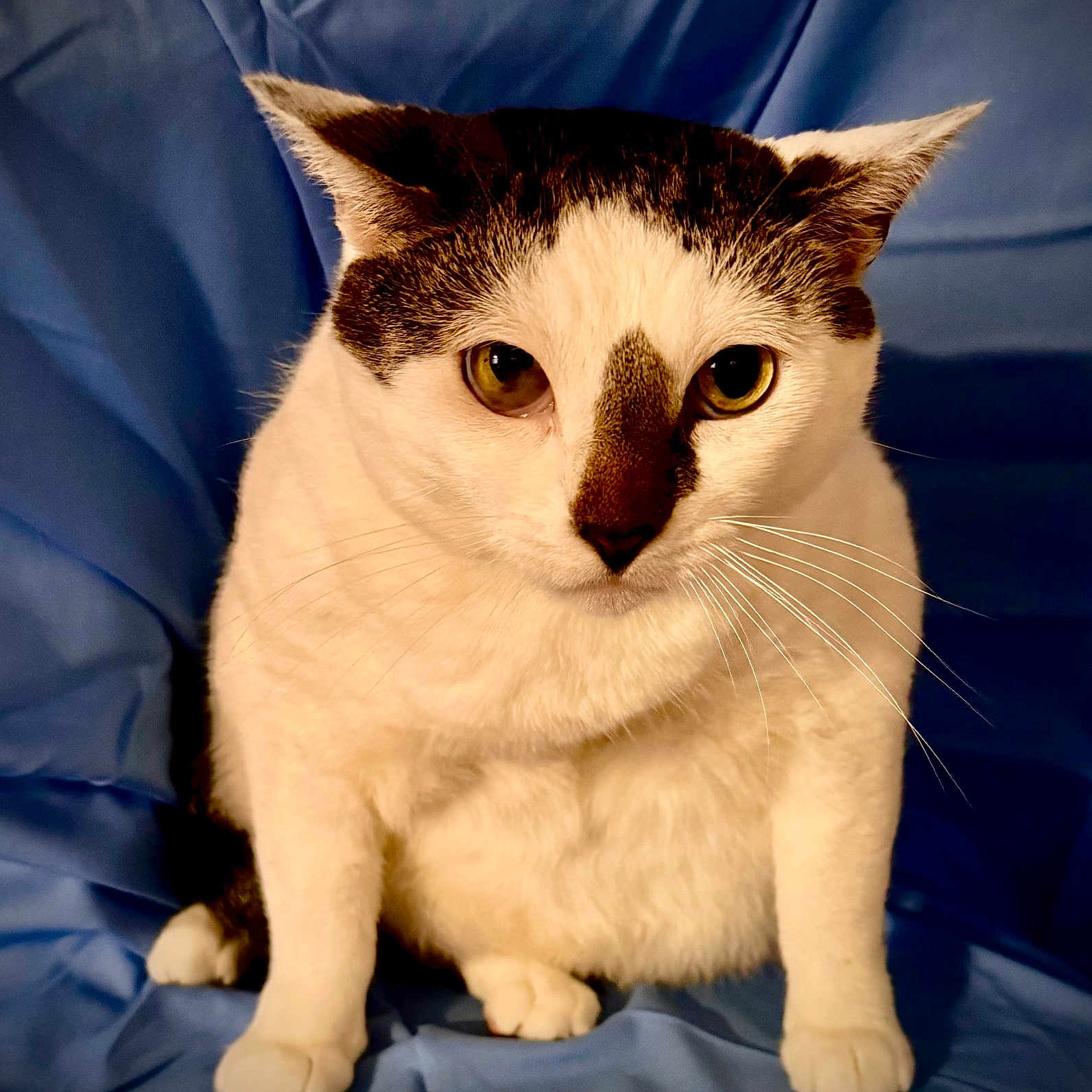 Hoku Isa joined the competition — help win amazing prizes! animal, black, blue_background, cat, closeup, cute, ears, eyes, feline, front_paws, fur, indoor, looking, nose, pet, plump, portrait, sitting, whiskers, white