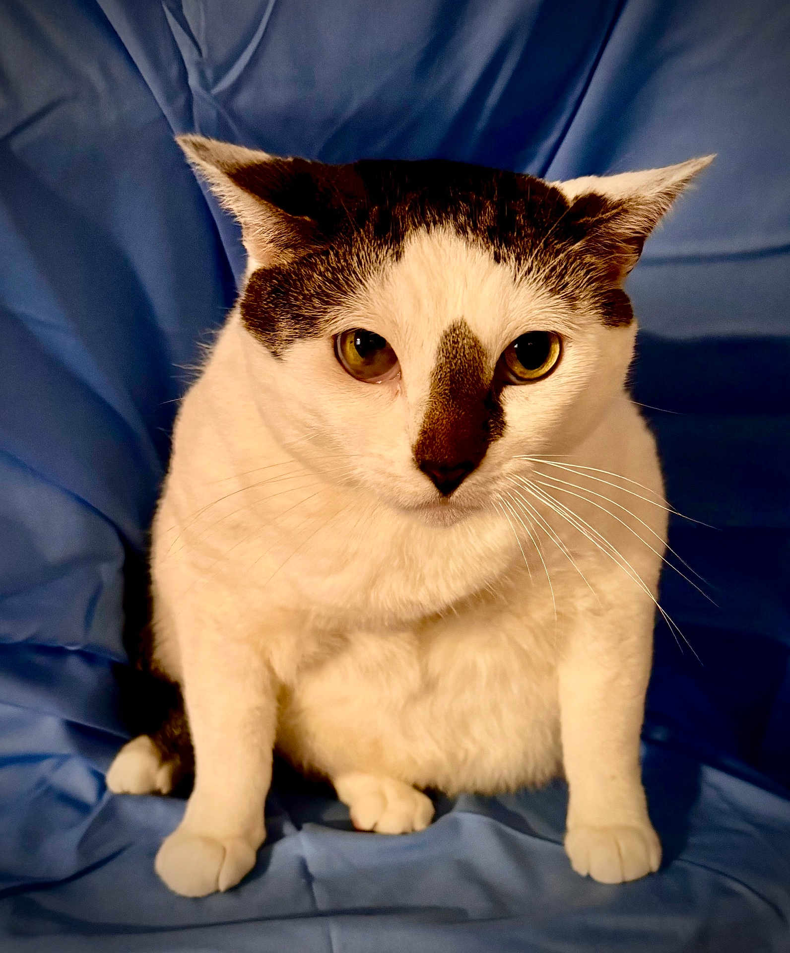 Hoku Isa joined the competition — help win amazing prizes! cat, animal, pet, feline, white, black, sitting, fur, whiskers, ears, eyes, portrait, indoor, blue_background, cute, plump, looking, nose, front_paws, closeup