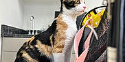 Kali is registered to the contest to win money with this photo: bag, calico, cat, closeup, colorful, curious, dental_models, domestic_animal, feline, furniture, indoor, kitchen, pet, pink_strap, shelf, side_view, sink, table_surface, white_text, young_cat