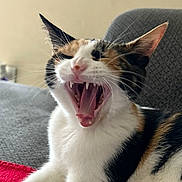 Kali joined the competition — help win amazing prizes! animal, calico, cat, closeup, couch, cozy, cute, fangs, fur, furniture, indoor, mammal, mouth_open, pet, pink_nose, relaxed, resting, tongue, whiskers, yawning