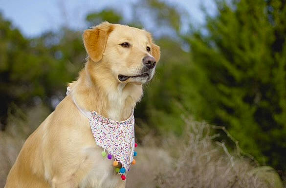 Camper is registered to the contest to win money with this photo: canidae, carnivore, collar, companion_dog, dog, dog_breed, dog_collar, fawn, grass, gun_dog, labrador_retriever, plant, retriever, sky, snout, sporting_group, tree, whiskers, wildlife, working_animal