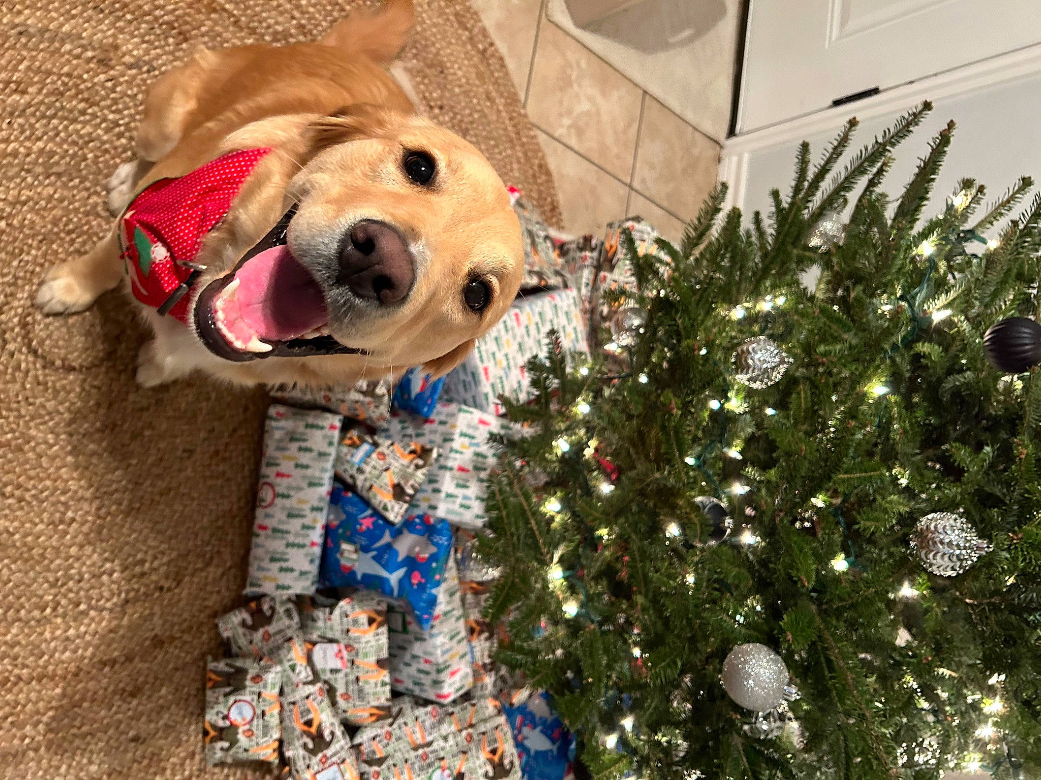 Camper joined the competition — help win amazing prizes! carnivore, christmas, christmas_decoration, christmas_ornament, christmas_tree, collar, companion_dog, dog, dog_breed, dog_supply, event, fawn, holiday, holiday_ornament, ornament, pet_supply, plant, snout, toy, tree