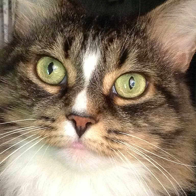 Lacey