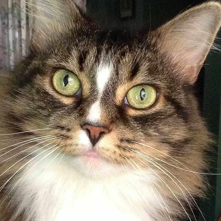 Lacey