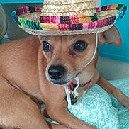 Sissy joined the competition — help win amazing prizes! dog, small_dog, brown_dog, sombrero, hat, pet, indoor, blanket, resting, cute, animal, canine, collar, closeup, domestic_animal, fur, cute_pet, portrait, looking_away, relaxed