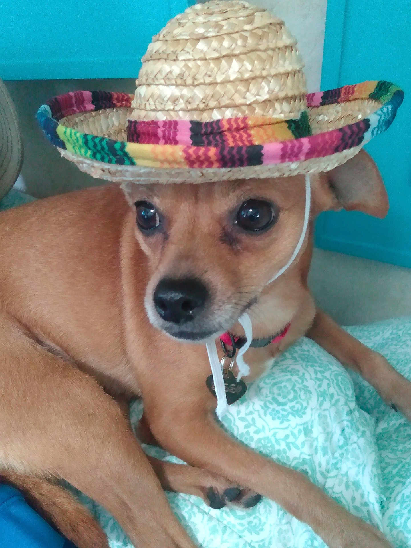 Sissy joined the competition — help win amazing prizes! dog, small_dog, brown_dog, sombrero, hat, pet, indoor, blanket, resting, cute, animal, canine, collar, closeup, domestic_animal, fur, cute_pet, portrait, looking_away, relaxed