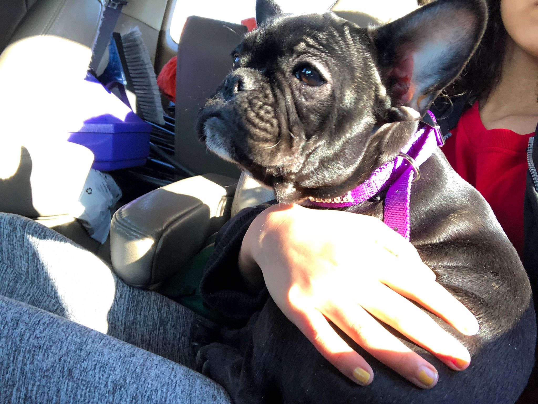 Pepper is registered to the contest to win money with this photo: boston_terrier, bulldog, canidae, carnivore, companion_dog, dog, dog_breed, fawn, french_bulldog, mammal, non_sporting_group, olde_english_bulldogge, pug, puppy, snout, toy_bulldog, toy_dog, whiskers