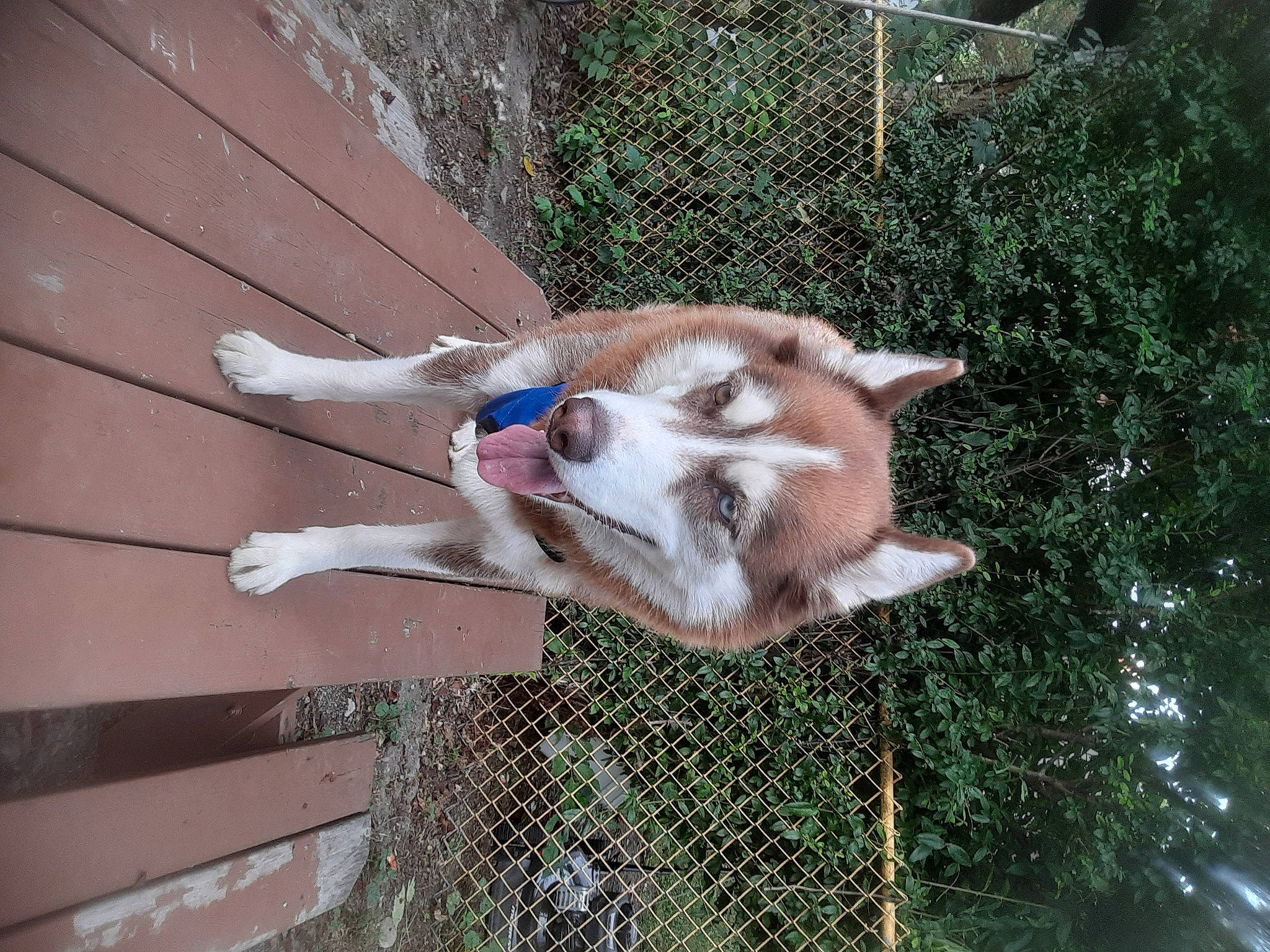 Emma joined the competition — help win amazing prizes! animal_shelter, canidae, carnivore, dog, dog_breed, fawn, felidae, fence, fur, jaw, mesh, pet_supply, small_to_medium_sized_cats, snout, sporting_group, tail, whiskers, wildlife, wood, working_animal