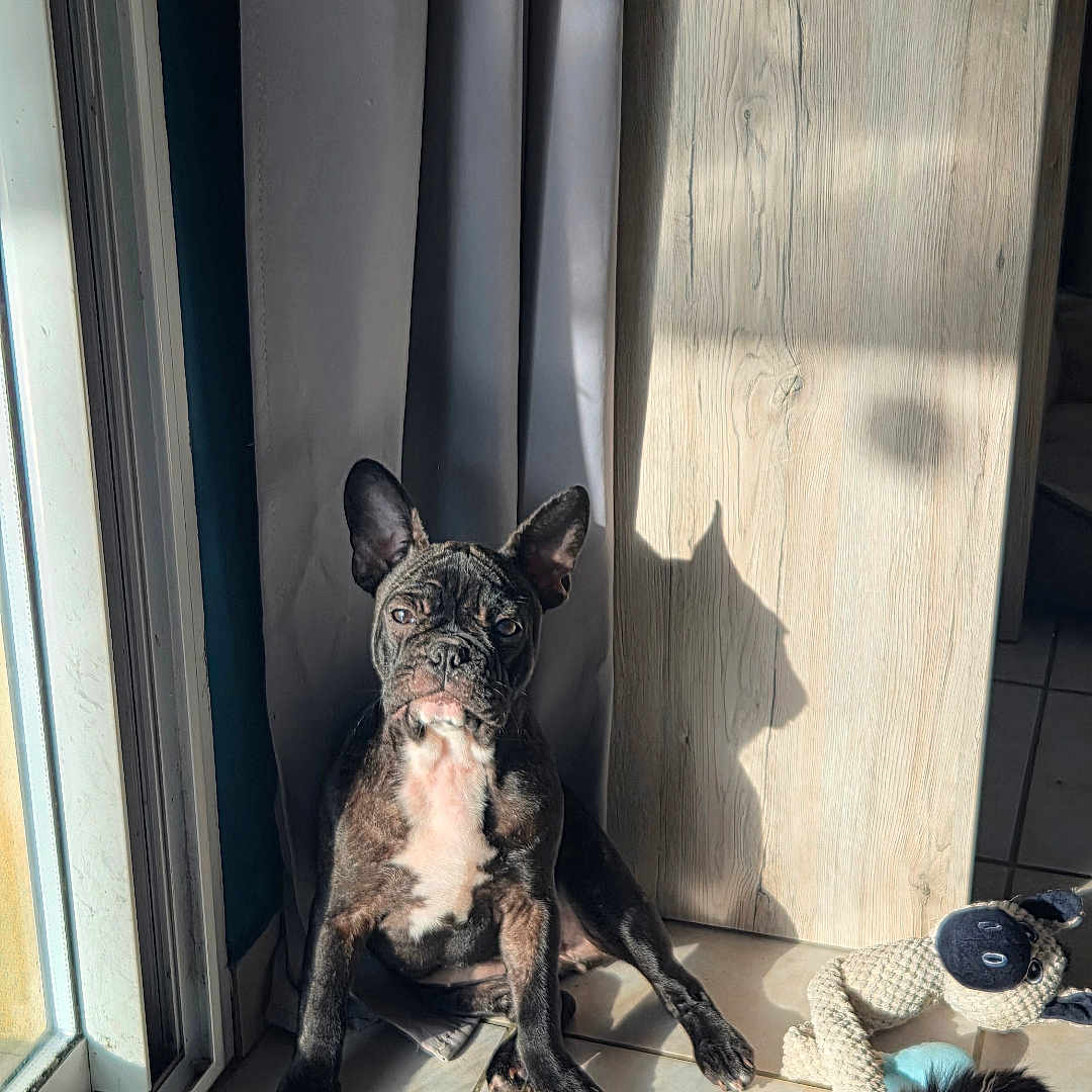 Ariette a rejoint le concours — aidez-le/la à gagner de superbes lots ! animal, black_and_white, brindle, companion, curious, curtain, cute, dog, home, indoor, lying_down, pet, puppy, relaxing, shadow, sitting, sunlight, tile_floor, toy, window