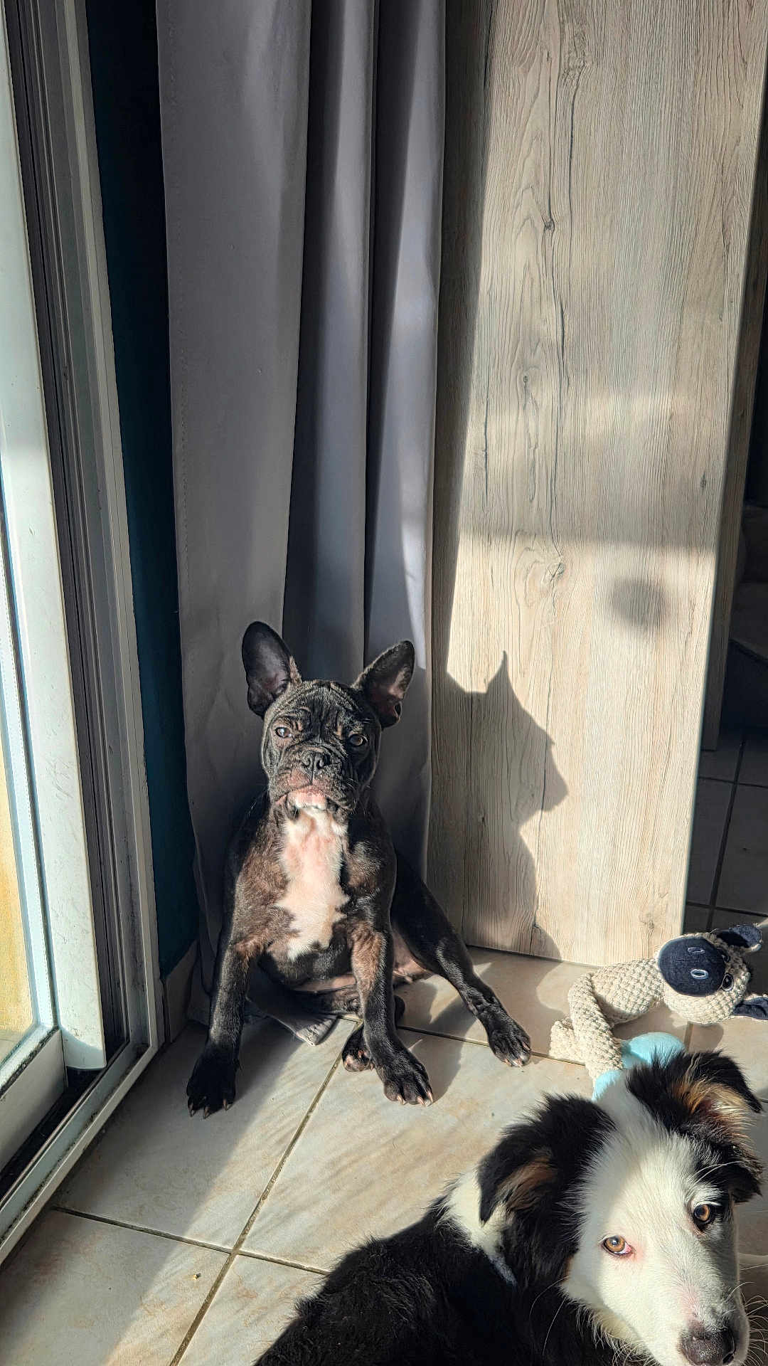 Ariette a rejoint le concours — aidez-le/la à gagner de superbes lots ! dog, puppy, sunlight, indoor, tile_floor, curtain, shadow, toy, black_and_white, brindle, pet, window, relaxing, companion, curious, sitting, lying_down, home, cute, animal