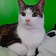 Bean is registered to the contest to win money with this photo: alert, animal, brown_fur, cat, closeup, curious, cute, domestic_cat, feline, green_background, indoor, lying_down, paws, pet, pink_nose, relaxed, resting, soft_fur, whiskers, white_fur