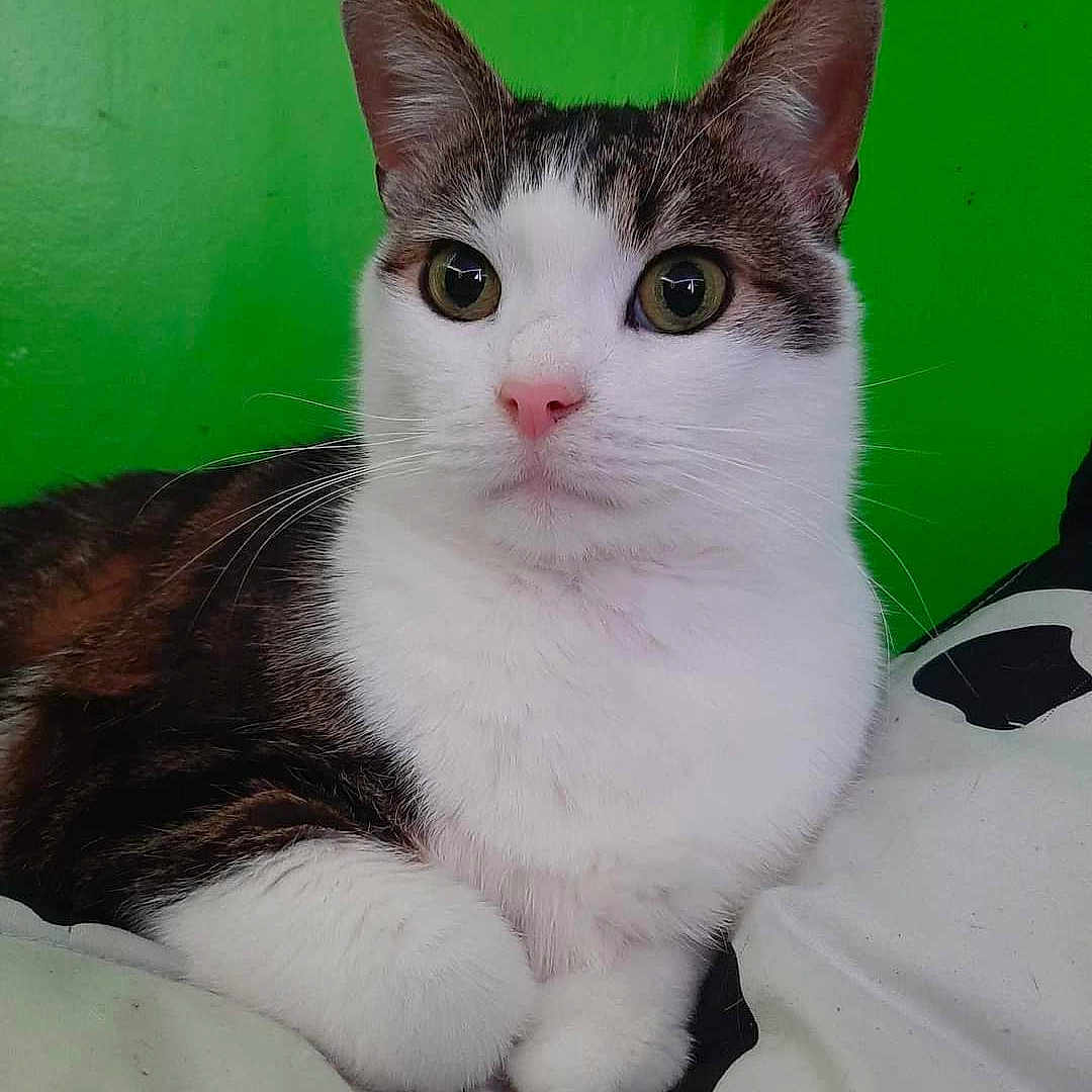 Bean is registered to the contest to win money with this photo: alert, animal, brown_fur, cat, closeup, curious, cute, domestic_cat, feline, green_background, indoor, lying_down, paws, pet, pink_nose, relaxed, resting, soft_fur, whiskers, white_fur