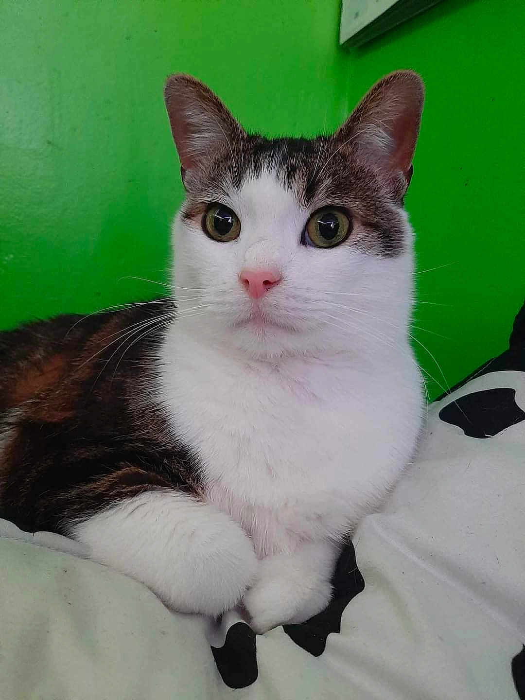 Bean