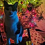 Bean is registered to the contest to win money with this photo: animal, cat, celebration, chair, christmas_lights, christmas_tree, colorful, cozy, decoration, feline, festive, glow, holiday, indoor, night, ornaments, pet, shadow, tree, wood