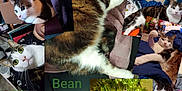 Bean joined the competition — help win amazing prizes! basket, blanket, cat, christmas_tree, close_up, coat, collage, curious, decorations, furniture, household, indoor, pets, playful, portrait, relaxing, sleeping, tabby_cat, whiskers, white_fur