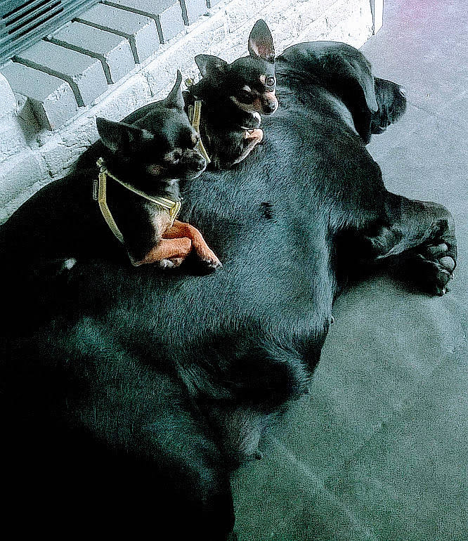 Gala a rejoint le concours — aidez-le/la à gagner de superbes lots ! beauceron, canidae, carnivore, dobermann, dog, dog_breed, guard_dog, non_sporting_group, rottweiler, snout, sporting_group, tail