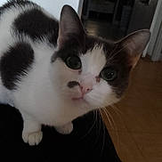 Zahia a rejoint le concours — aidez-le/la à gagner de superbes lots ! abyssinian, animal, architecture, bookcase, building, cat, chair, couch, furniture, hardwood, indoors, kitten, livingroom, manx, pet, plywood, room, shelf, siamese, wood