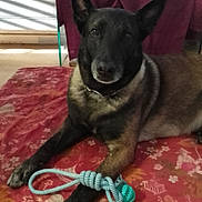 Lyno participe au concours pour gagner de l'argent avec cette photo : accessories, animal, architecture, building, canine, couch, cushion, dog, furniture, germanshepherd, homedecor, husky, indoors, interiordesign, leash, livingroom, pet, puppy, room, strap