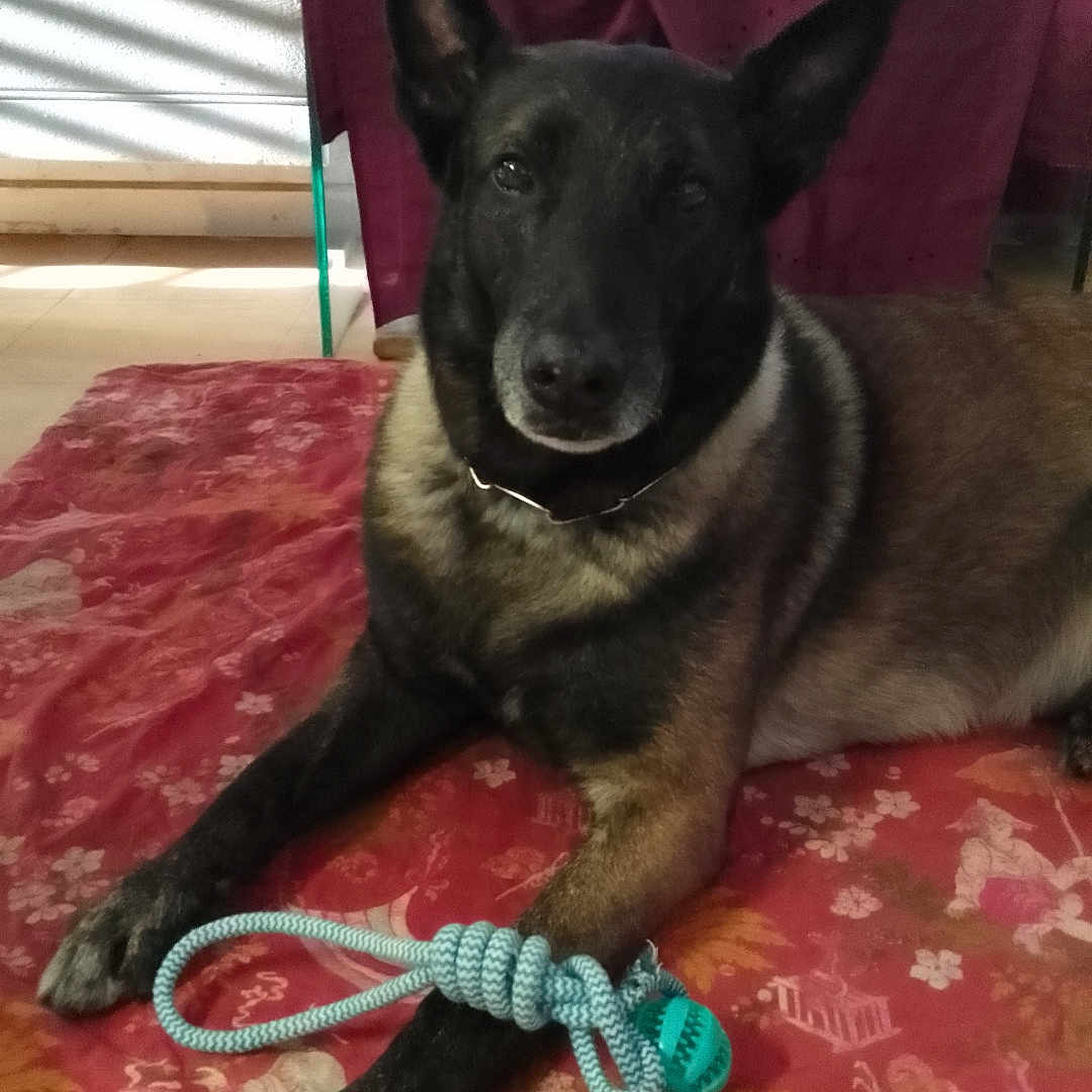 Lyno participe au concours pour gagner de l'argent avec cette photo : accessories, animal, architecture, building, canine, couch, cushion, dog, furniture, germanshepherd, homedecor, husky, indoors, interiordesign, leash, livingroom, pet, puppy, room, strap