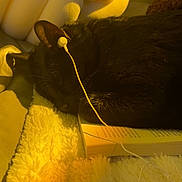 Joey joined the competition — help win amazing prizes! black_cat, book, cat, close_up, cozy, domestic_cat, ear, earbud, feline, fluffy_blanket, fur, indoor, nap, paw, pet, quiet, relaxing, resting, sleeping, soft_lighting
