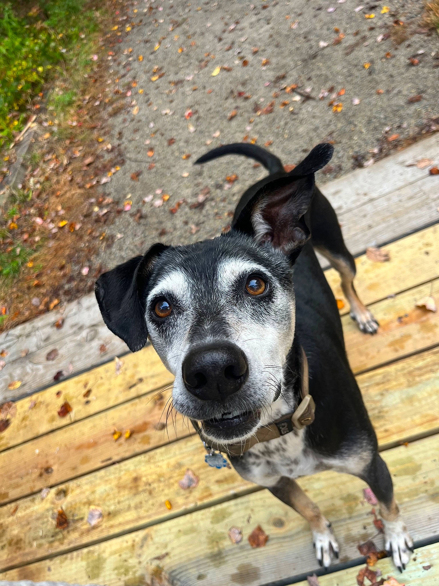 Diesel joined the competition — help win amazing prizes! canidae, carnivore, collar, companion_dog, dog, dog_breed, dog_collar, dog_supply, fawn, guard_dog, leash, personal_protective_equipment, plant, snout, sporting_group, street_dog, whiskers, wood, working_animal, working_dog