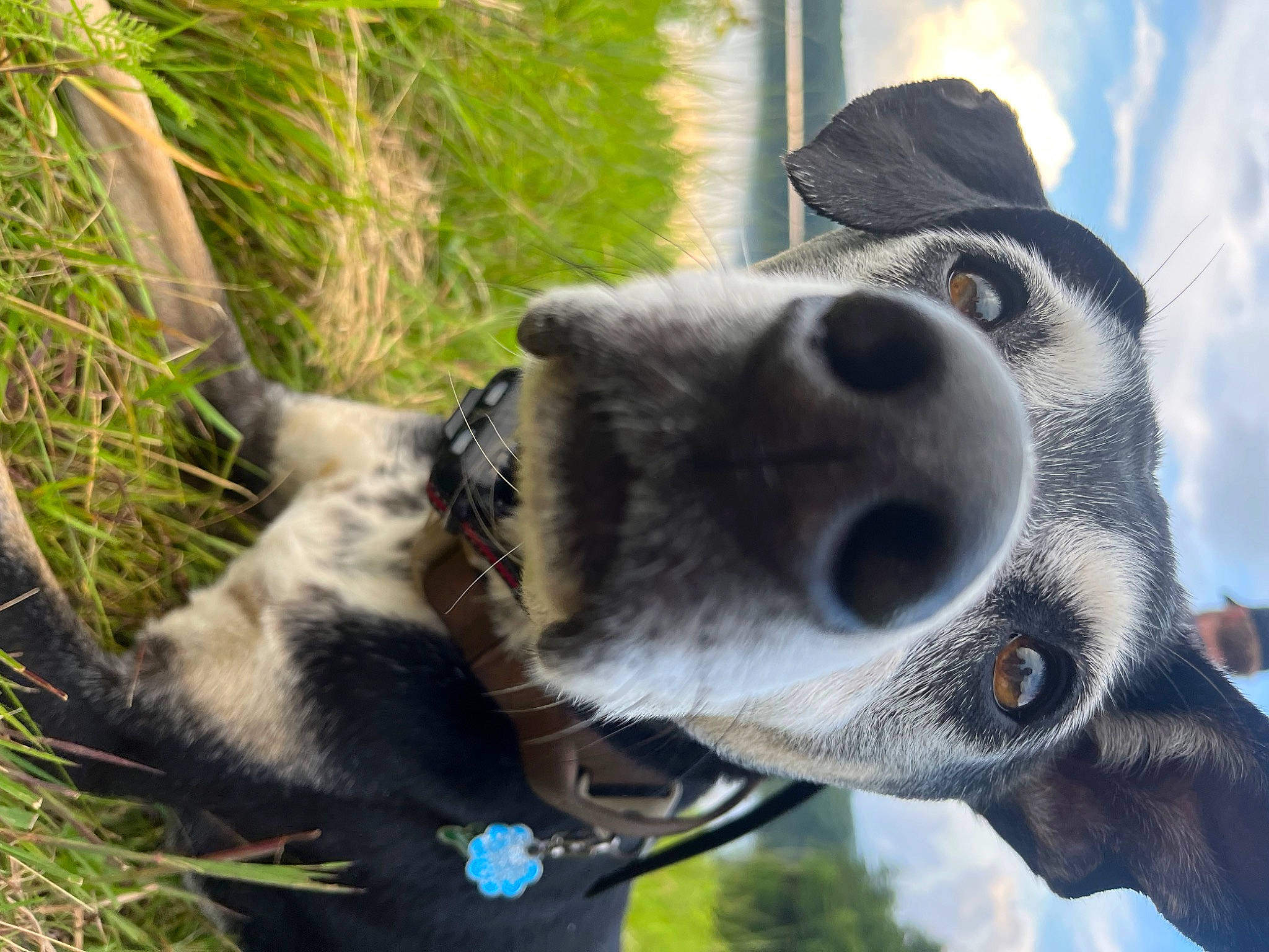 Diesel is registered to the contest to win money with this photo: adventure, canidae, carnivore, cloud, collar, companion_dog, dog, dog_breed, dog_collar, fawn, fur, grass, leash, plant, sky, snout, sporting_group, tree, wildlife, working_animal