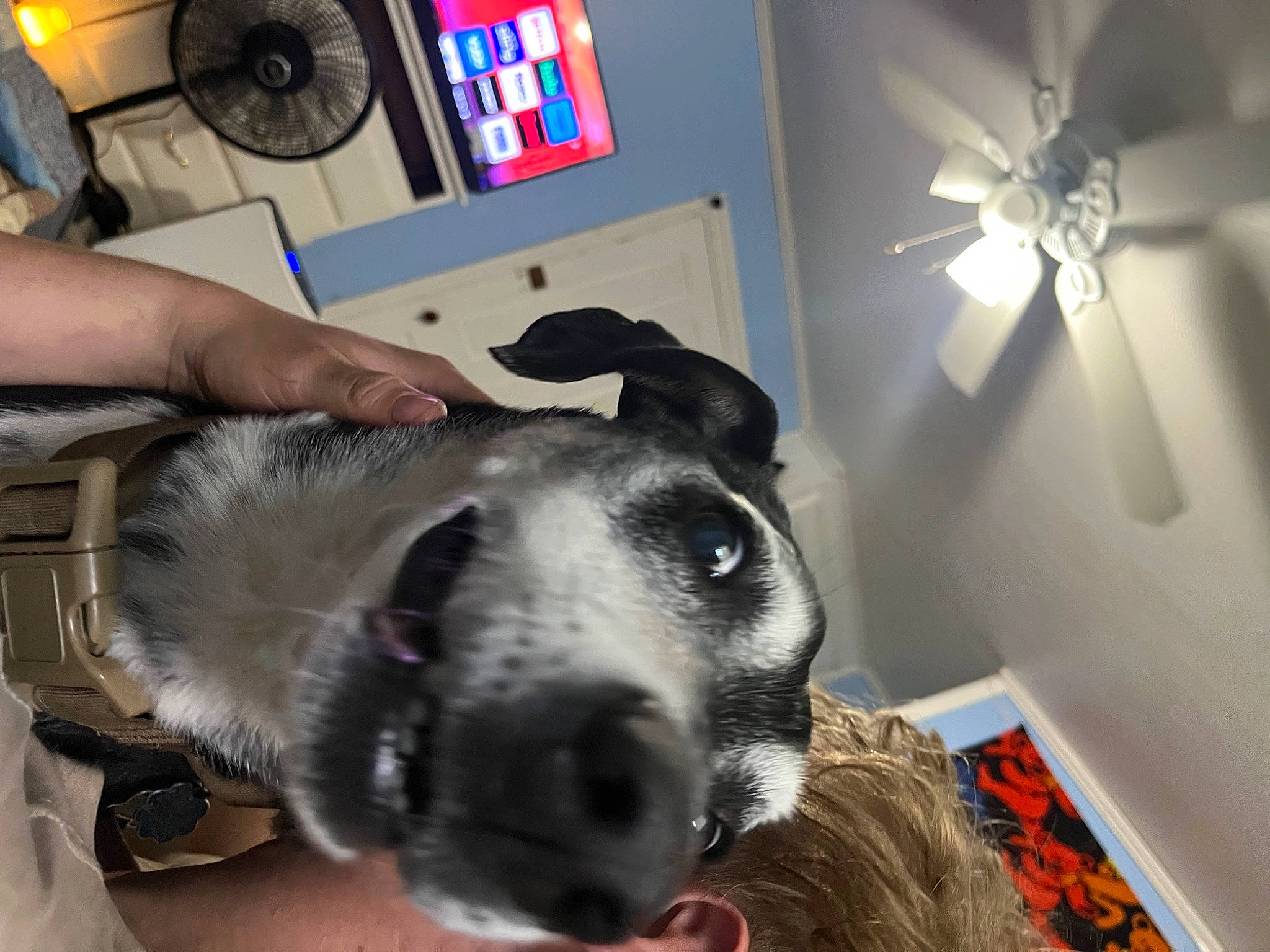 Diesel is registered to the contest to win money with this photo: canidae, carnivore, ceiling, ceiling_fan, collar, companion_dog, dog, dog_breed, ear, fur, guard_dog, jaw, mechanical_fan, non_sporting_group, selfie, snout, sporting_group, whiskers, working_animal