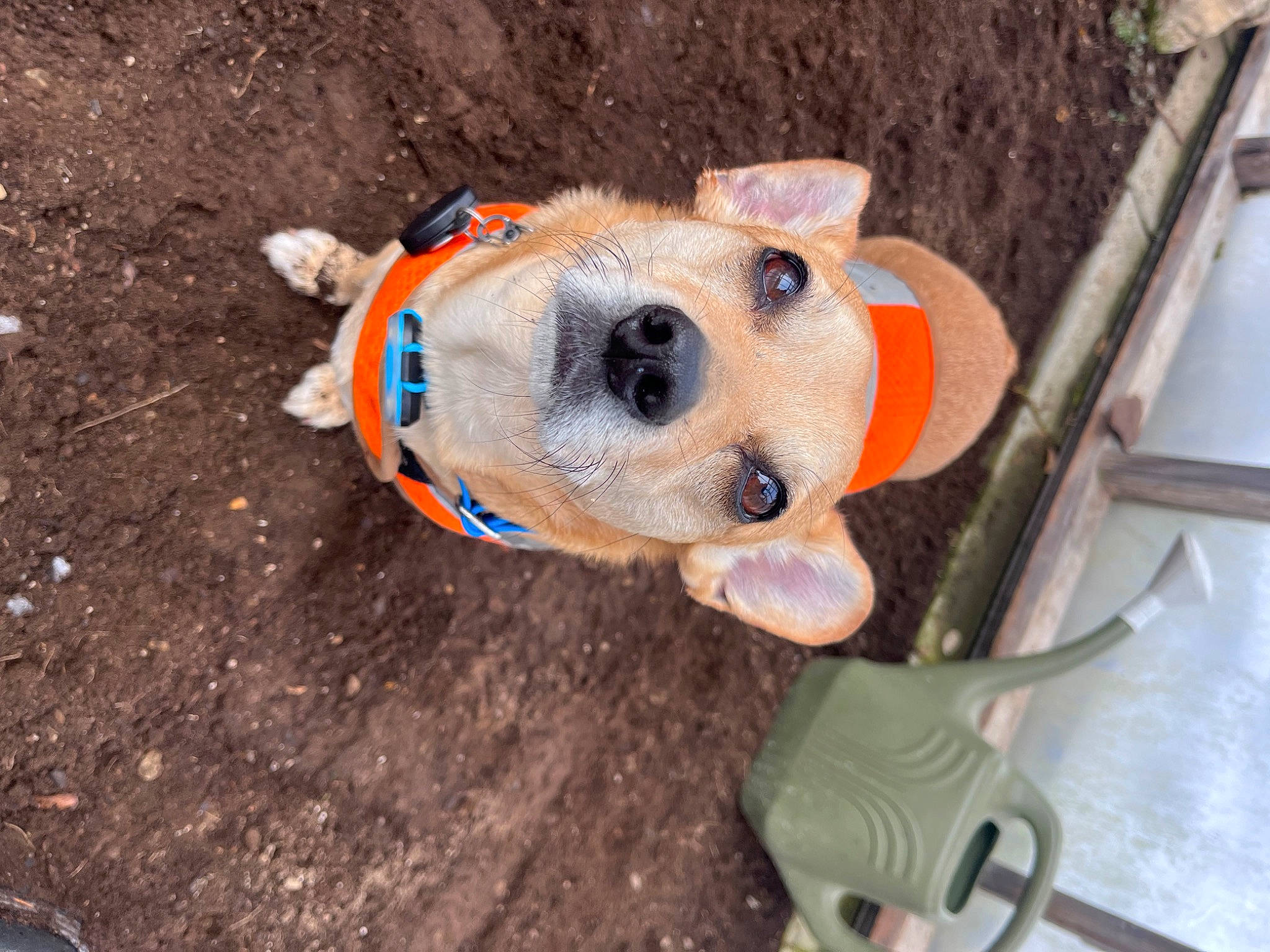 Teddy is registered to the contest to win money with this photo: canidae, carnivore, collar, companion_dog, dog, dog_breed, dog_clothes, dog_supply, fawn, fur, hat, personal_protective_equipment, pet_supply, plush, snout, sporting_group, stuffed_toy, toy, wood, working_animal