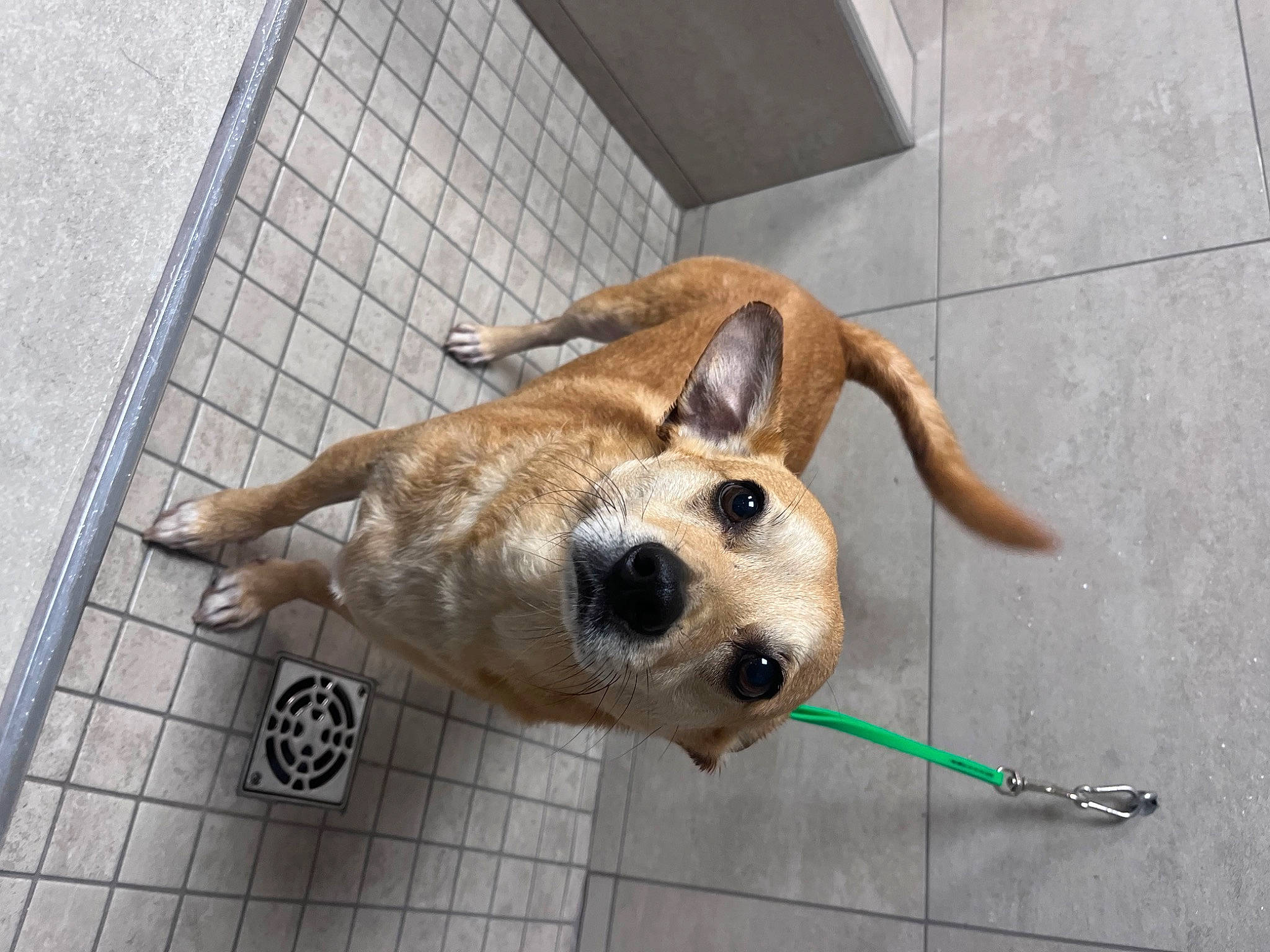 Teddy is registered to the contest to win money with this photo: canidae, carnivore, collar, companion_dog, dog, dog_breed, dog_collar, dog_supply, ear, fawn, floor, flooring, paw, pet_supply, snout, sporting_group, tail, terrestrial_animal, whiskers, working_animal