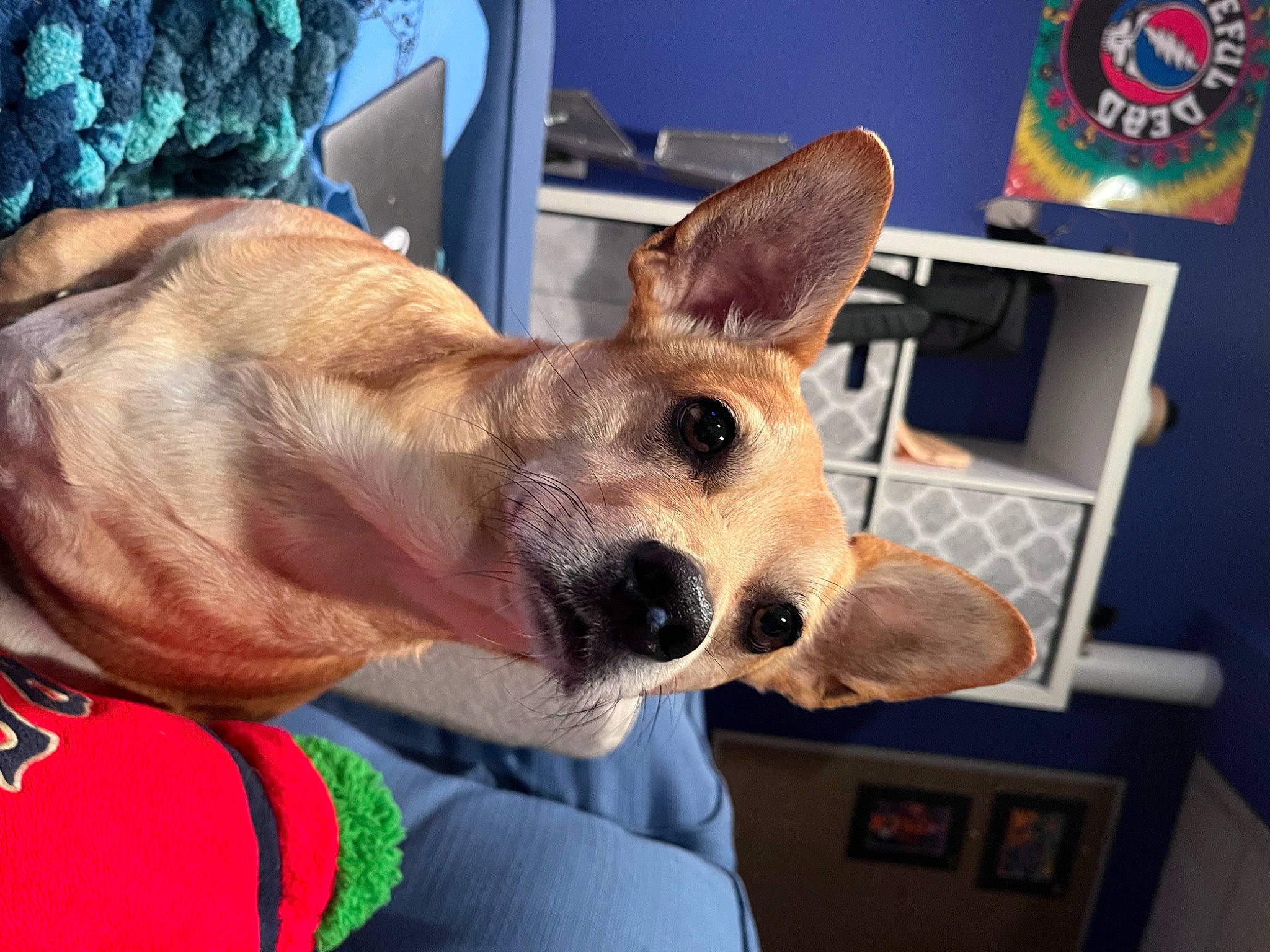 Teddy joined the competition — help win amazing prizes! canidae, cardigan_welsh_corgi, carnivore, chair, collar, companion_dog, dog, dog_breed, dog_collar, dog_supply, ear, fawn, fur, paw, picture_frame, snout, sporting_group, welsh_corgi, whiskers, working_animal