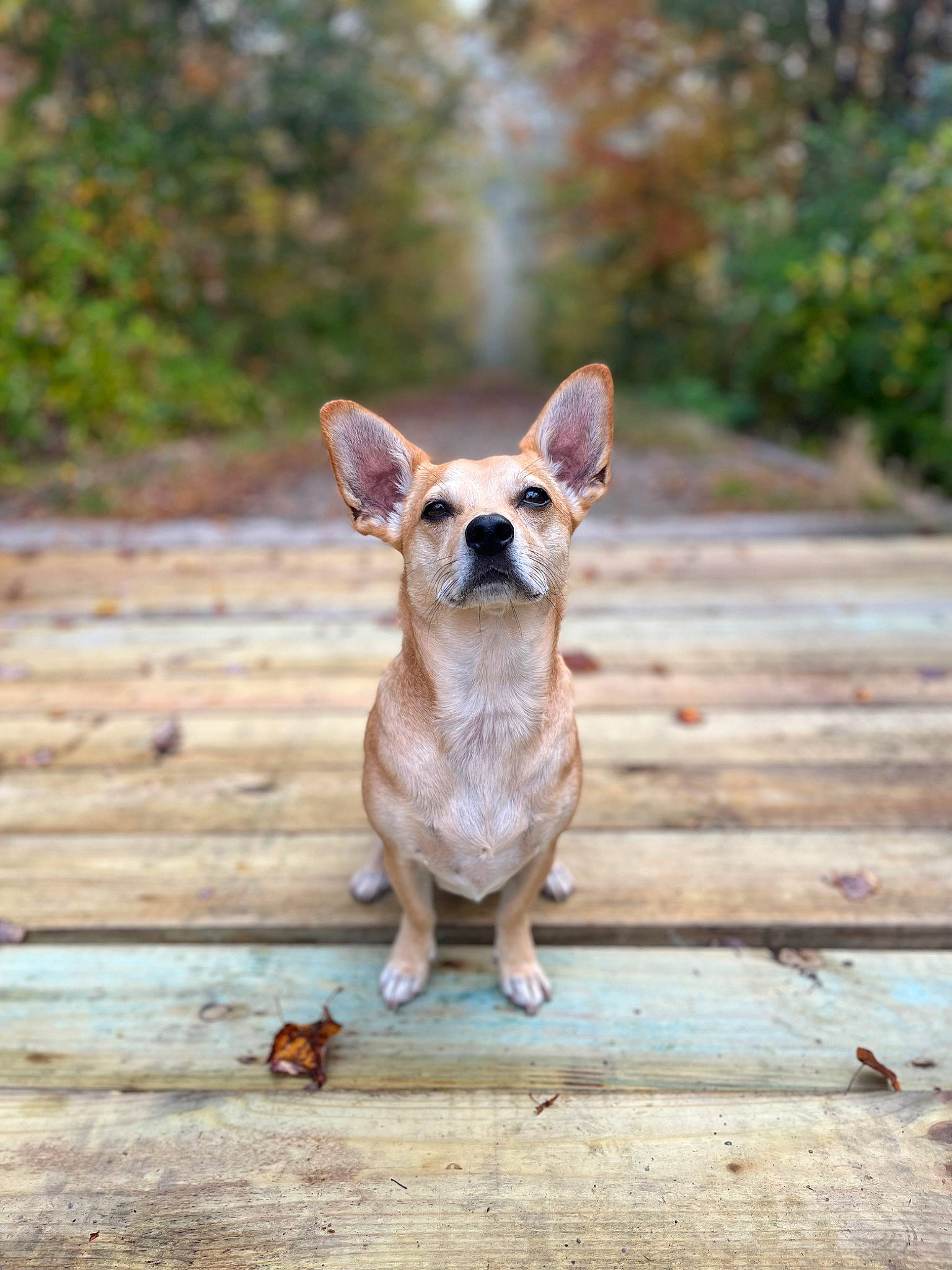 Teddy joined the competition — help win amazing prizes! canidae, carnivore, chihuahua, companion_dog, dog, dog_breed, fawn, felidae, glasses, grass, plant, sitting, snout, sporting_group, tail, terrestrial_animal, toy_dog, whiskers, wood, working_animal