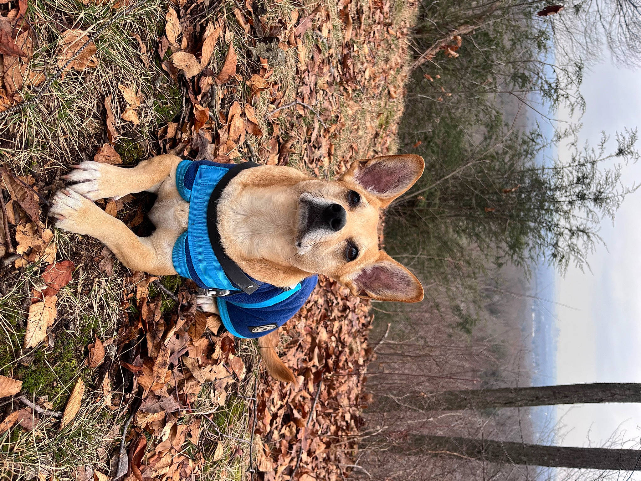 Teddy joined the competition — help win amazing prizes! carnivore, companion_dog, dog, dog_breed, dog_clothes, dog_collar, dog_supply, electric_blue, fawn, grass, leash, plant, sky, snout, sunglasses, tail, tree, twig, wood, working_animal