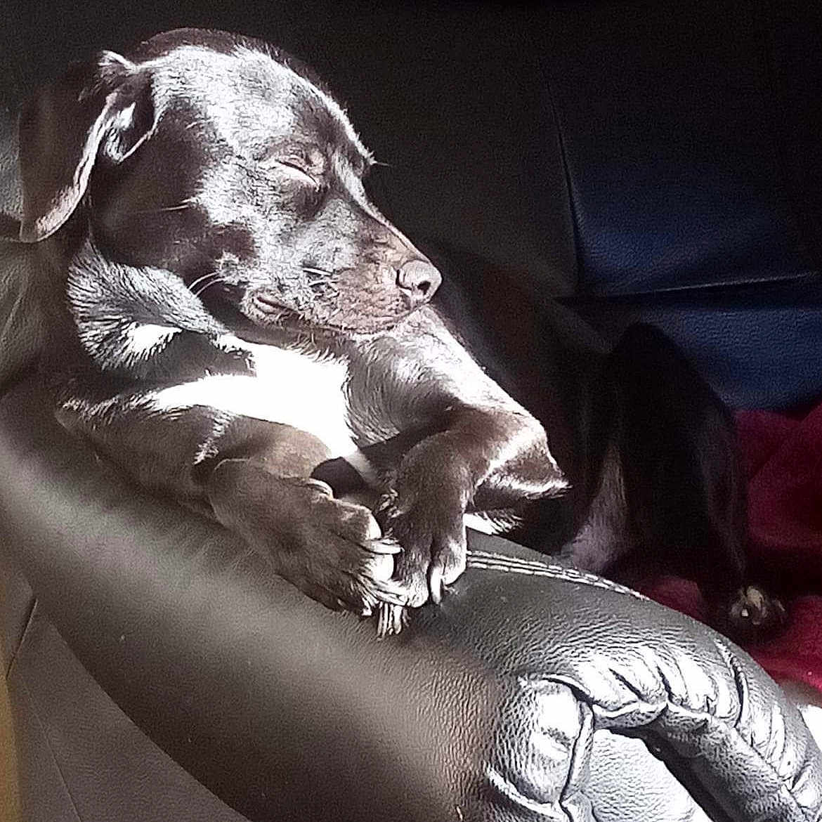 Paddy