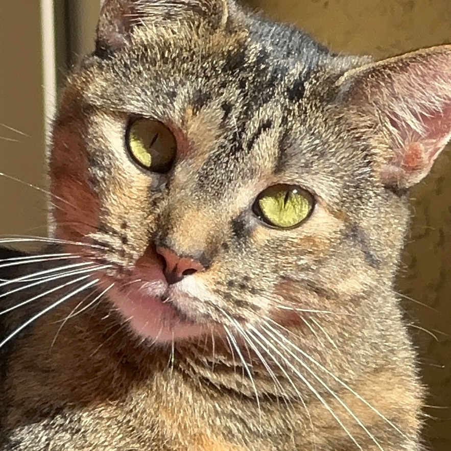 Scuttle Bug is registered to the contest to win money with this photo: cat, close_up, cozy, cute, domestic_cat, ears, feline, fur, green_eyes, home_interior, indoor, looking_at_camera, nose, pet, portrait, relaxed, striped_fur, sunlight, tabby_cat, whiskers