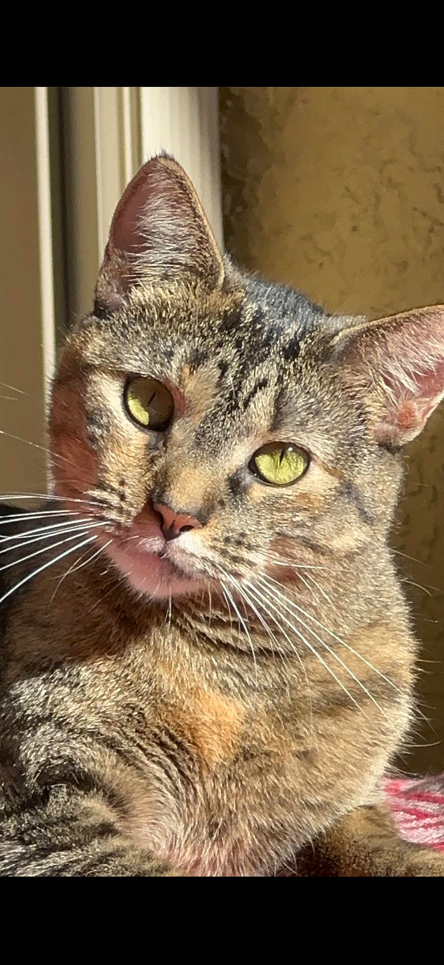 Scuttle Bug is registered to the contest to win money with this photo: cat, tabby_cat, feline, pet, close_up, portrait, green_eyes, whiskers, fur, ears, nose, indoor, sunlight, looking_at_camera, relaxed, domestic_cat, striped_fur, cozy, home_interior, cute